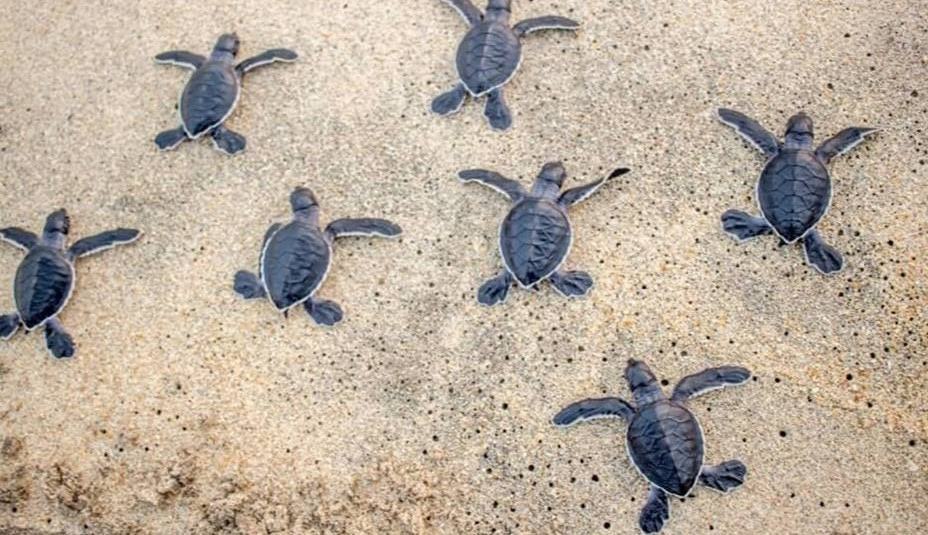 Sulla Spiaggia Di Sibari Venute Alla Luce 50 Piccole Tartarughe Caretta