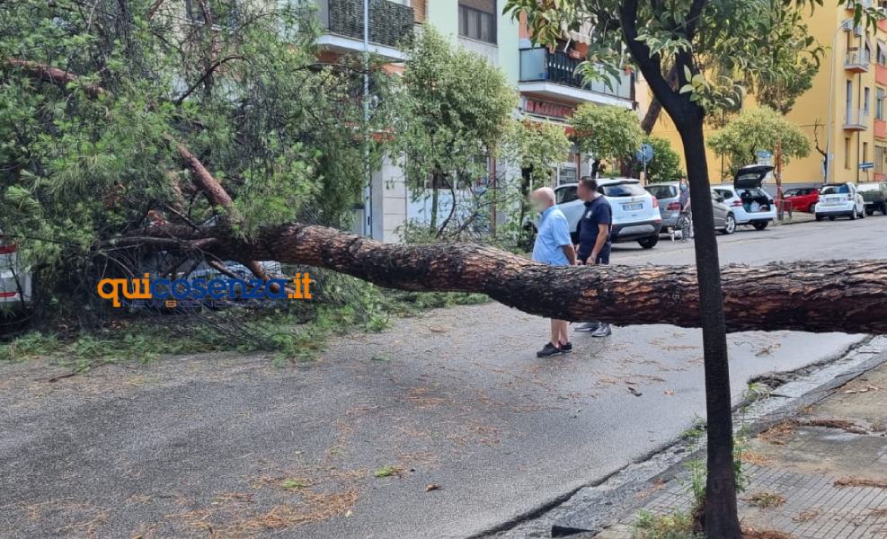 Maltempo A Cosenza Tragedia Sfiorata Albero Cade E Finisce Su Un Auto