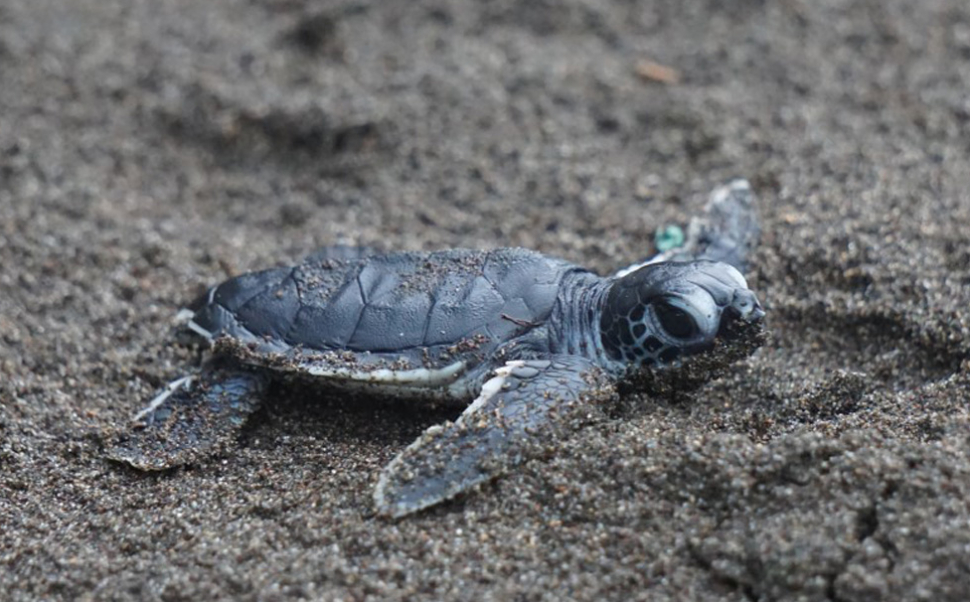 A Paola Per La Prima Volta La Schiusa Di Uova Di Caretta Caretta