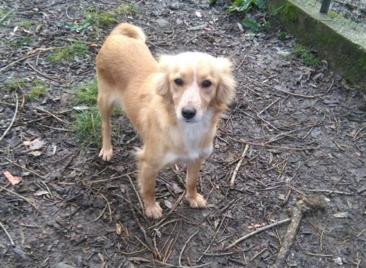 Qui la Zampa - Iron è educatissimo. Elvira e Teresa diverse ma simili per la voglia di coccole 54 Elvira