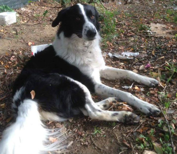 Qui la Zampa - Iron è educatissimo. Elvira e Teresa diverse ma simili per la voglia di coccole 52 Iron