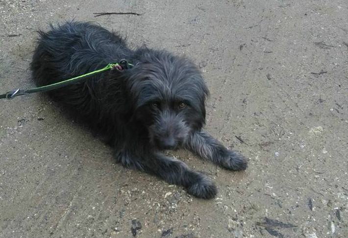 Qui la Zampa - Iron è educatissimo. Elvira e Teresa diverse ma simili per la voglia di coccole 53 Teresa