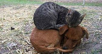 cane-e-gatto-freddo