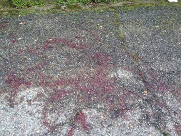 16649532_1056276047811752_7692547371783486898_n