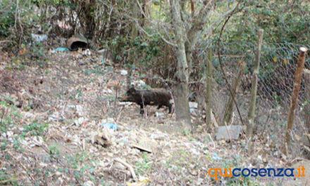 Denuncia Guardia cinghiali2