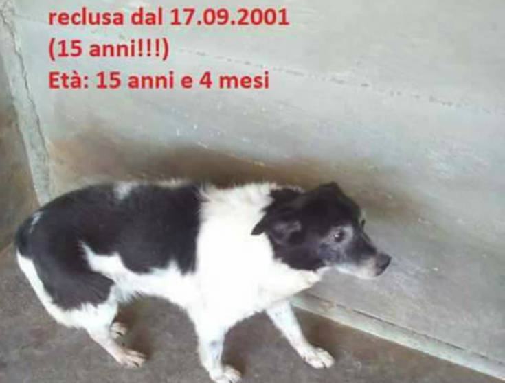 Fee canile mendicino