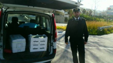 Sequestro Novellame di sarde