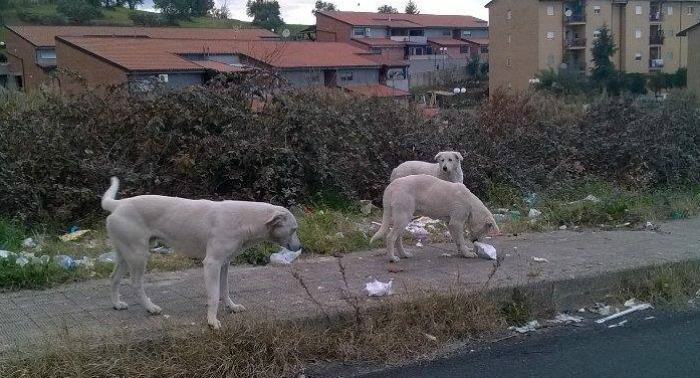 dattoli rende 01 - Copia