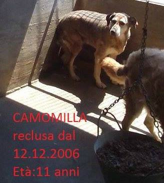 Canile lager “Terredonniche”: un business per i proprietari, un carcere per i cani (FOTO e VIDEO) 55 Camomilla reclusa da 11 anni