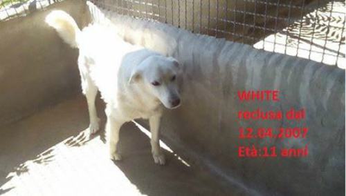 Canile lager “Terredonniche”: un business per i proprietari, un carcere per i cani (FOTO e VIDEO) 57 White - reclusa da 10 anni