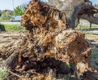 Cade una quercia al Villaggio Europa, il Comune la sostituisce con due alberi 56 albero 3