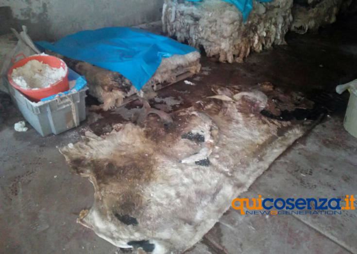Cosenza: sequestrati un asino e una conceria in via Reggio Calabria, tra sporcizia e degrado (FOTO) 63 conceria via reggio calabria 6