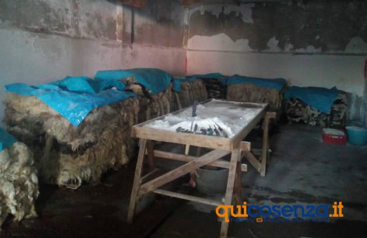 Cosenza: sequestrati un asino e una conceria in via Reggio Calabria, tra sporcizia e degrado (FOTO) 62 conceria via reggio calabria