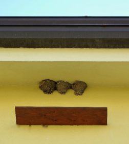 tavoletta 'salvanido' Balestrucci