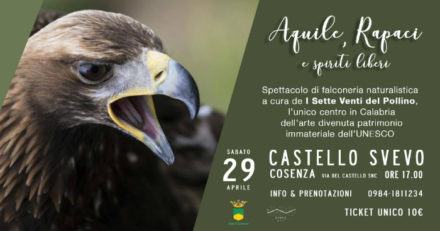 “Aquile, rapaci e spiriti liberi”: spettacolo di falconeria naturalistica al Castello Svevo 54 Castello Svevo rapaci