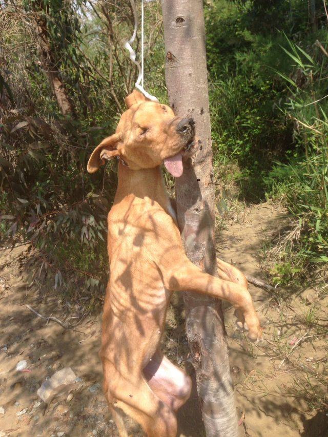 cane impiccato