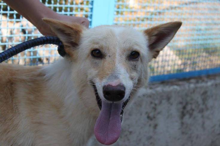Qui la Zampa - Incy e Cremino: energia, bellezza e tanta voglia di coccole 53 cremino2