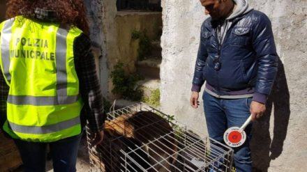 foto_cattura_randagi