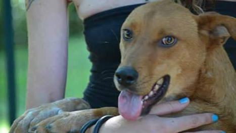 Qui la Zampa - Incy e Cremino: energia, bellezza e tanta voglia di coccole 52 incy2