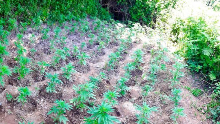 Scoperta una piantagione di marijuana e 6 chili nascosti sotto la sabbia (FOTO e VIDEO) 62 marijuana 003