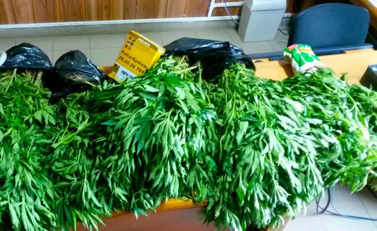 Scoperta una piantagione di marijuana e 6 chili nascosti sotto la sabbia (FOTO e VIDEO) 60 marjuana 002