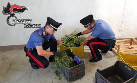 Cocaina, pistole e marijuana in un rudere senza alcun 'proprietario' (VIDEO) 64 20170718_100552