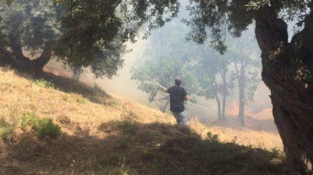 FOTONOTIZIA - Ancora incendi nell'area urbana di Cosenza (FOTO E VIDEO) 60 35764eb0-9b17-4f6b-aa46-810b4fbf3c09