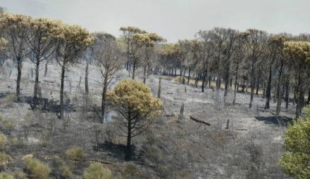 Emergenza incendi: attivata Unità di Crisi. Sindaci del Pollino chiedono intervento al Ministro dell'Ambiente 54 Incendio Pollino2