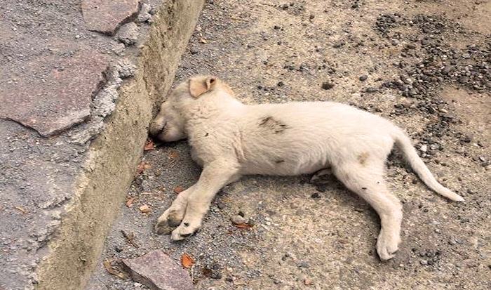 cuccioli dipignano (2)