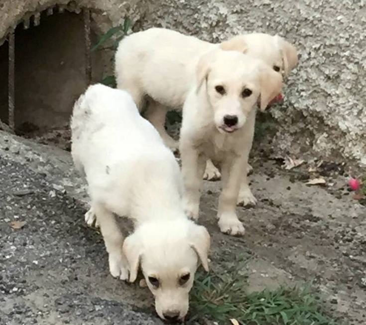 cuccioli dipignano (3)