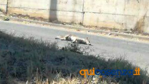 FOTONOTIZIA - Troppi cani avvelenati a Montalto, da vigliacchi che infliggono loro sofferenze atroci 54 montalto cani avvelenati