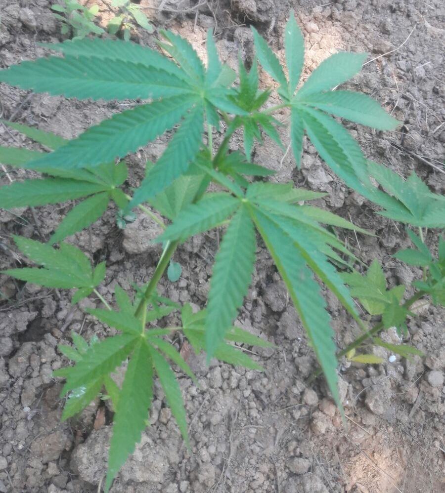 Carabinieri intervengono ad Acri per l'incendio e scoprono una piantagione di marijuana 54 Particolare piantagione.