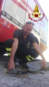 FOTONOTIZIA - Serpente intrappolato in una canna fumaria: salvato e rilasciato 54 DI5McRVXoAAngde