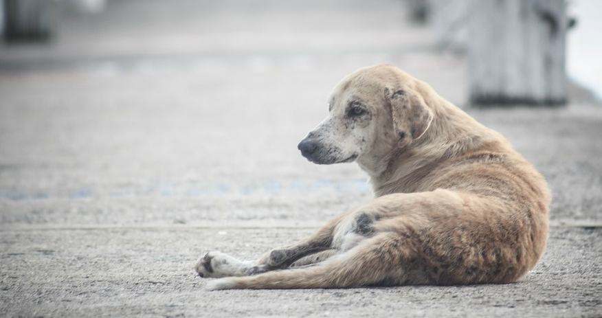 cane randagio