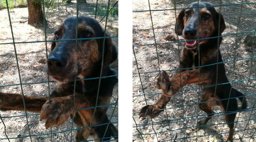 Qui la Zampa - Dario in cerca di fortuna. Consigli per educare il cane: "Seduto" 52 dario 2