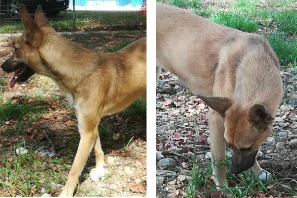 Qui la Zampa - Foobe detta anche "Speedy Gonzales". Insegnare a camminare al guinzaglio 52 phoebe speedy