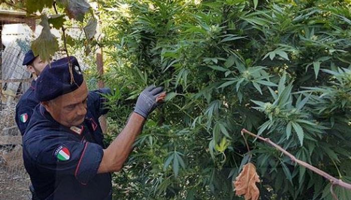 piantagione canapa carabinieri 2