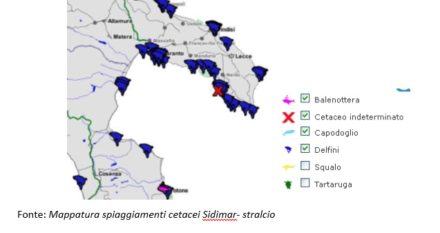 Ricerca di idrocarburi nei mari calabresi con la tecnica air-gun: via libera alla Global Med 59 Mappatura cetacei1