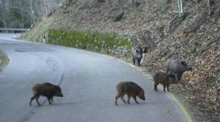 cinghiali attraversano strada