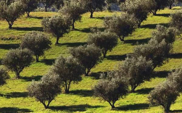Gita domenicale a passeggio tra gli ulivi in cinque comuni della provincia di Cosenza 54 oliveti