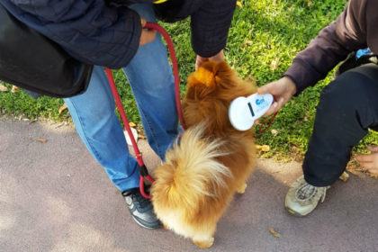 Mancata raccolta delle deiezioni canine: controlli a tappeto del nucleo Decoro Urbano 54 Controlli cani2