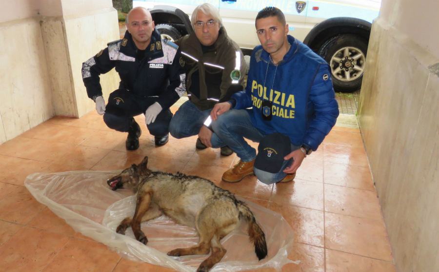 lupo sila polizia prov