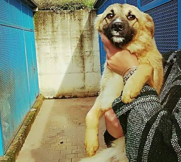 Qui la Zampa - Elena e le sue sorelline. Cuccioli e imprinting, gli errori da evitare 54 Elena 02