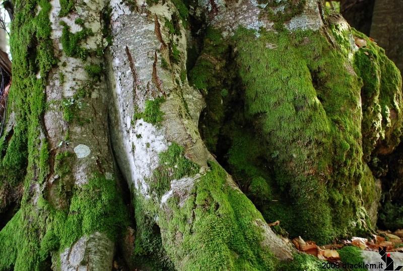 Parco-Nazionale-della-Sila 2