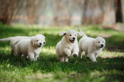 cuccioli-che-corrono