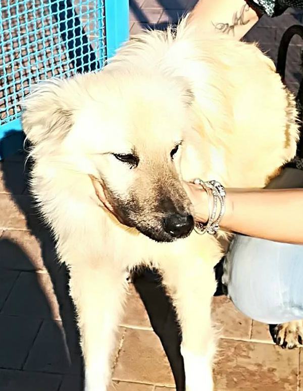 Qui la Zampa - Una famiglia per il dolce Romualdo. I "segnali calmanti" del cane (AUDIO) 52 romualdo 2