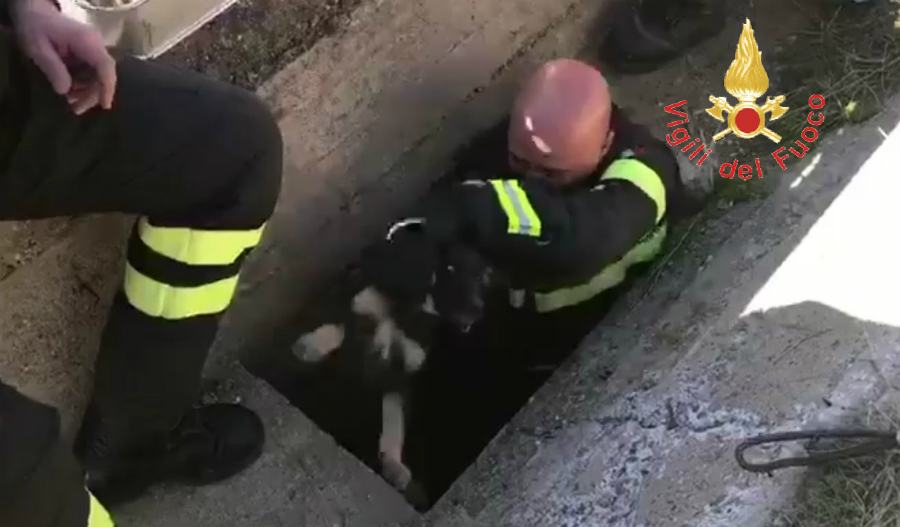 Cagnolino incastrato in un pozzetto, lo salvano i vigili del fuoco 60 vigili fuoco cagnolino 01
