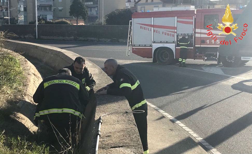 Cagnolino incastrato in un pozzetto, lo salvano i vigili del fuoco 59 vigili fuoco cagnolino 02