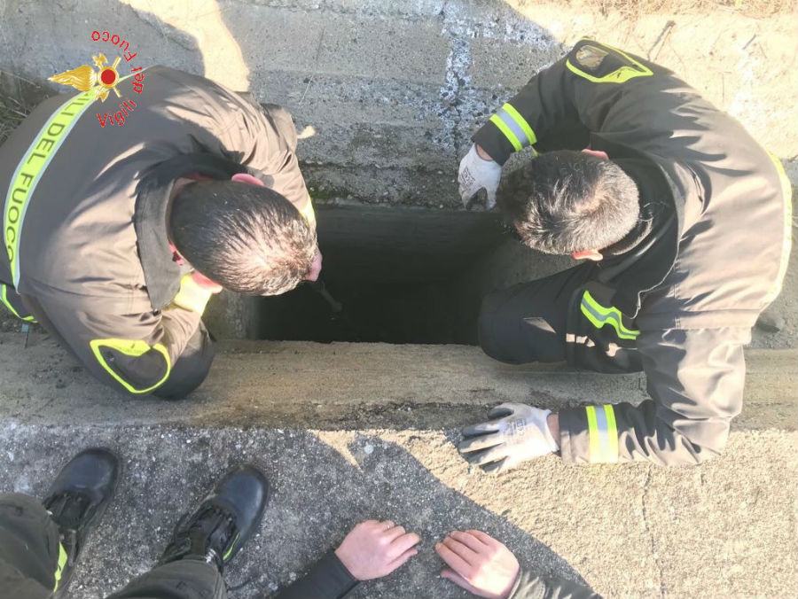 Cagnolino incastrato in un pozzetto, lo salvano i vigili del fuoco 58 vigili fuoco cagnolino 04