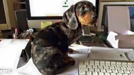 49cane-U1080935728449NKI-U1080935728449ZbB-990x556@LaStampa.it